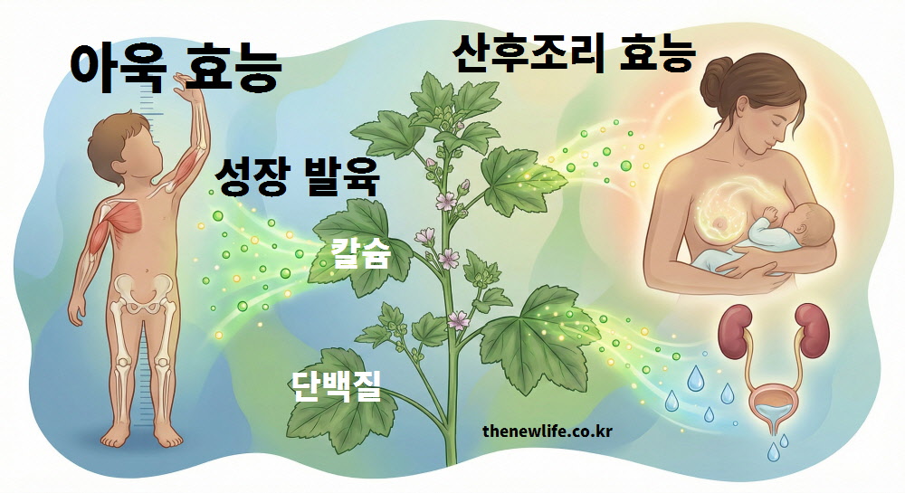 아욱의 칼슘과 단백질 성분이 어린이 성장을 돕고, 산모의 모유 분비 촉진과 이뇨 작용을 통해 산후 부기를 빼는 과정을 설명한 인포그래픽