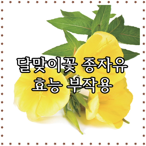 달맞이꽃 종자유 효능 부작용