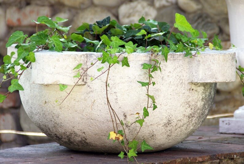 벽면이나 베란다 조경에 잘 어울리는 아이비 식물 화분