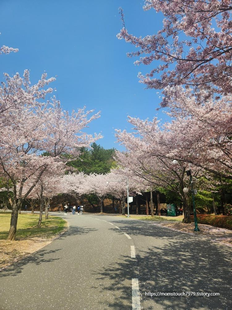 울산대공원 튤립