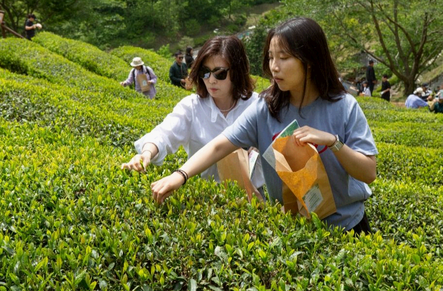 보성다향대축제