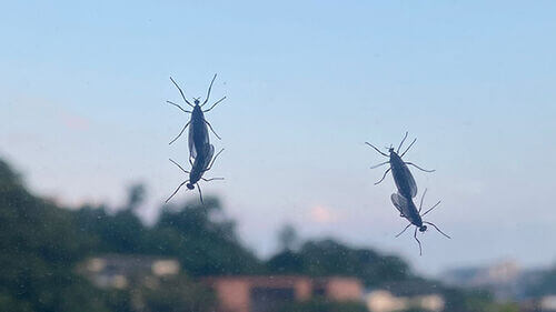 러브버그 퇴치 및 예방법