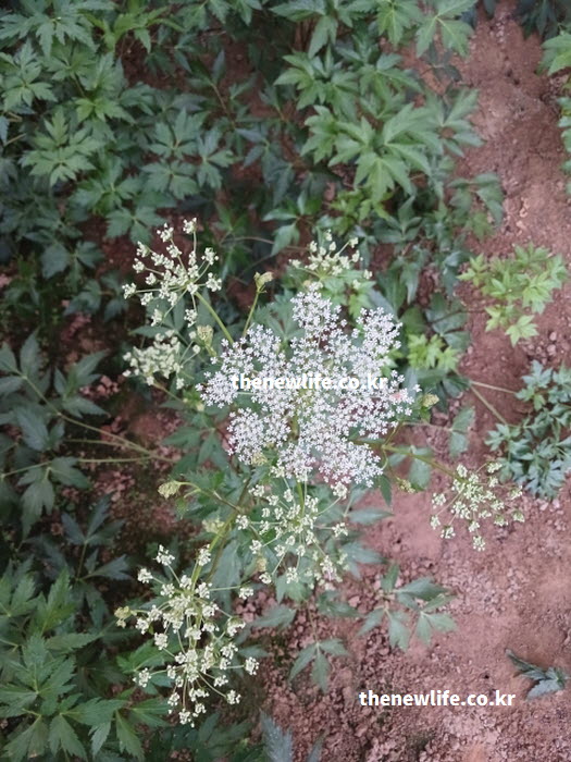 당귀 꽃의 실제 개화 모습 – 당귀잎과 함께 자라는 꽃 구조