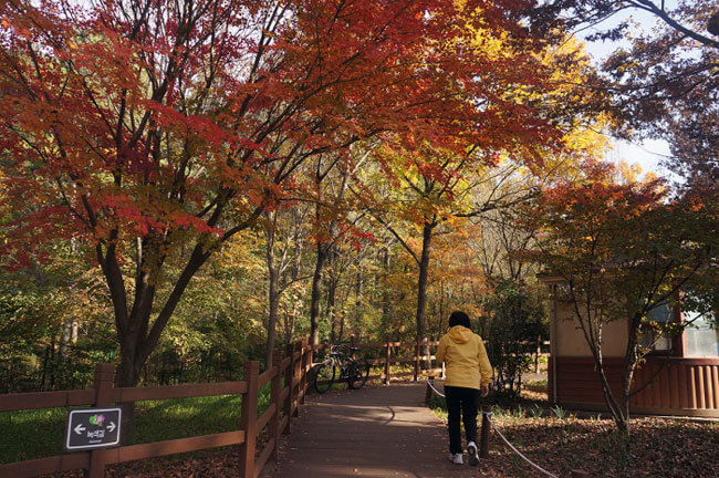 대구 가볼만한 단풍 여행은 어디일까? 대구 단풍 여행 총정리!