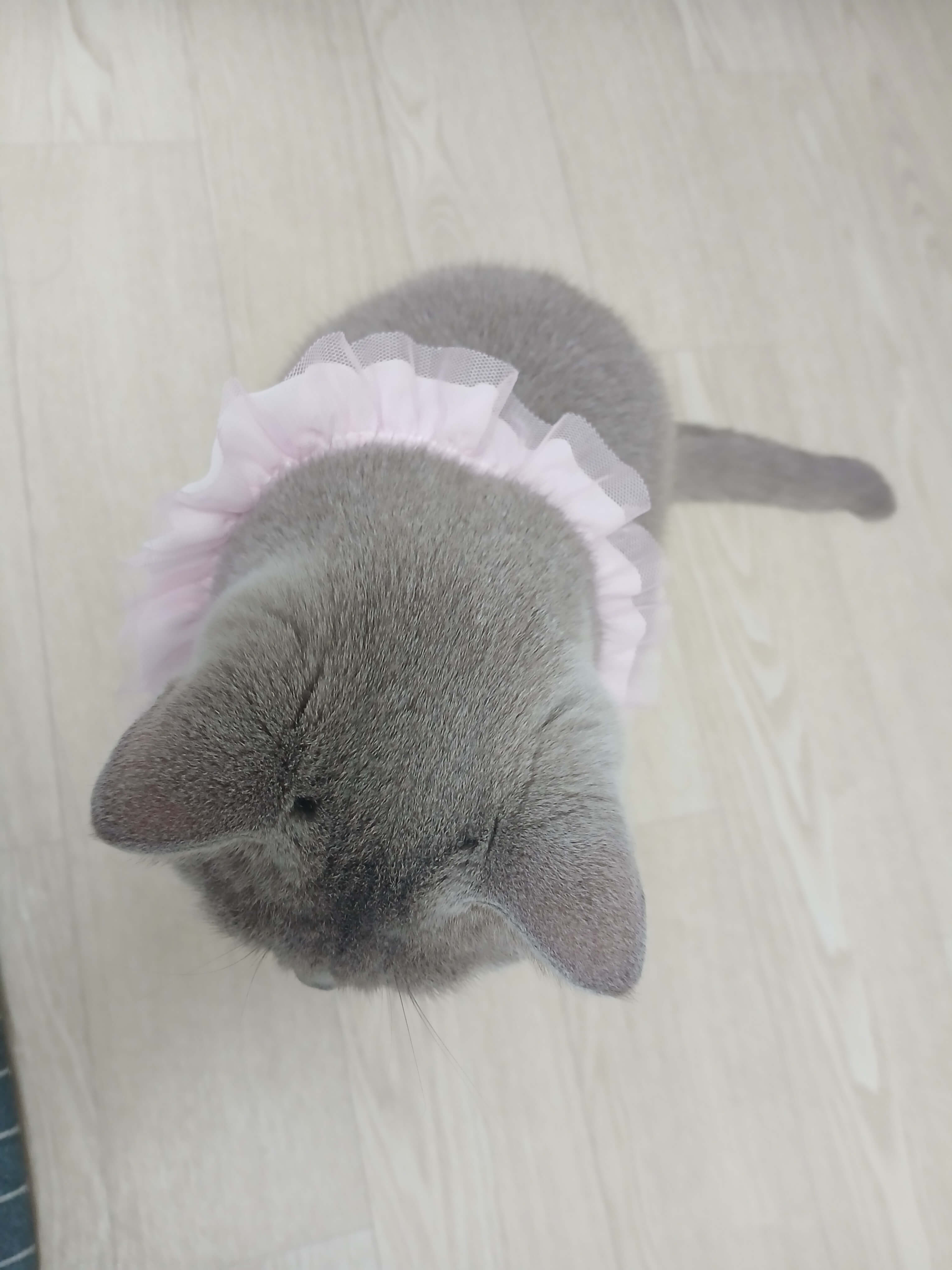 고양이 털은 폐에 쌓이지 않아요