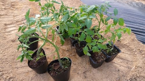 토마토-흑토마토-쿠마토-모종심는시기-정식시기-모종심기