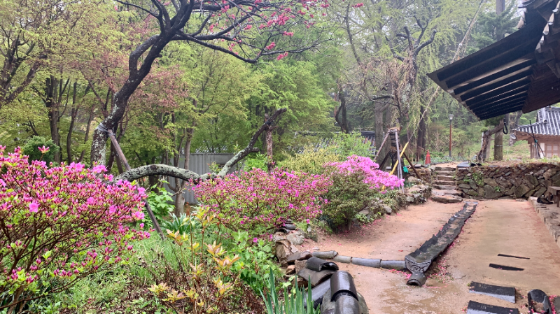 개심사 주변 꽃들