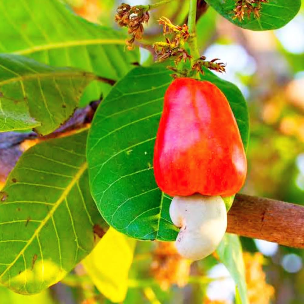 캐슈넛 효능 주의할점