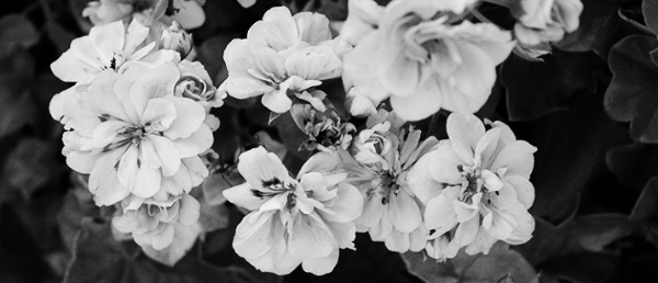 로열 라벤더 아이비 제라늄