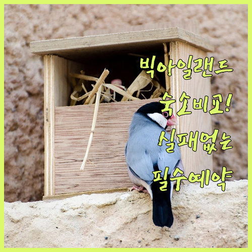 하와이 빅아일랜드 호텔 예약 가이드 ..