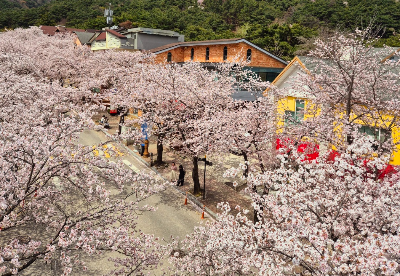 환절기 불청객, 봄철 알레르기! 중년층이 더 조심해야 하는 이유