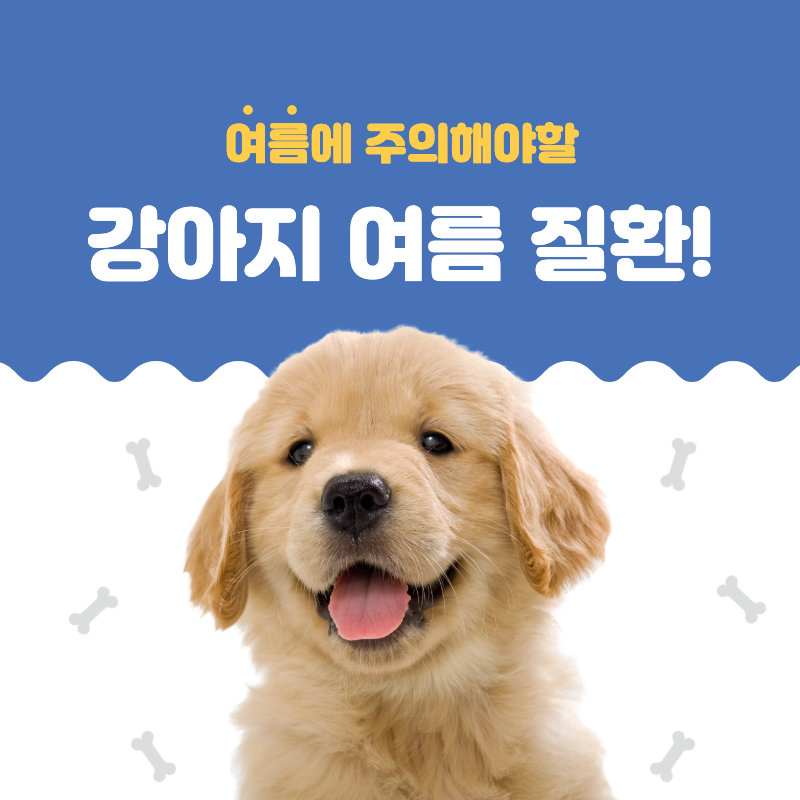 강아지 여름질환에 대한 섬네일 이미지.