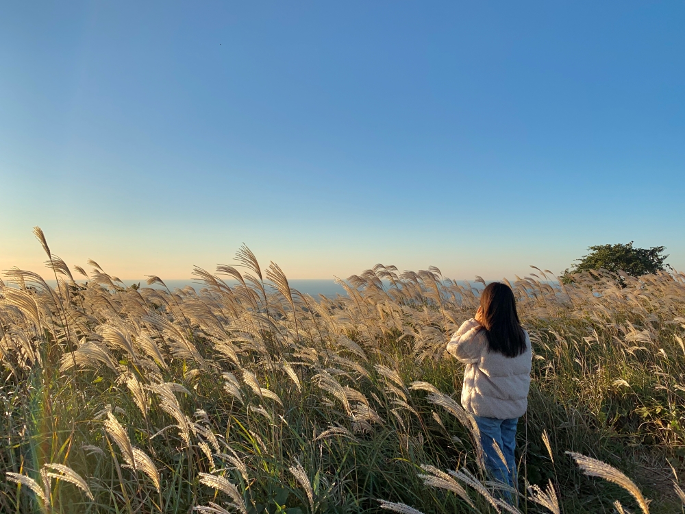 제주도 억새 명소