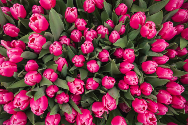 에버랜드 튤립 축제 2025년 봄꽃 명소