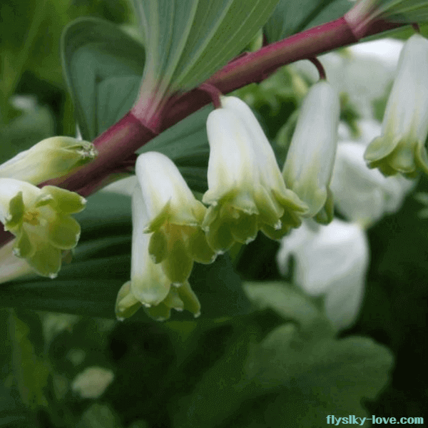 황정의 건강상 효능 