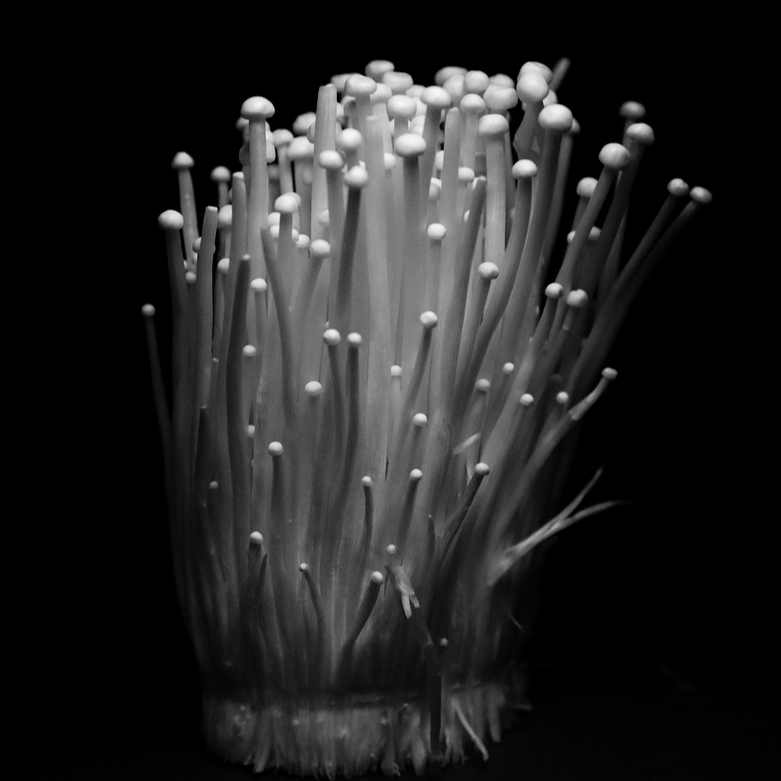 팽이버섯 영양과 효능, 부작용, 활용법 총정리