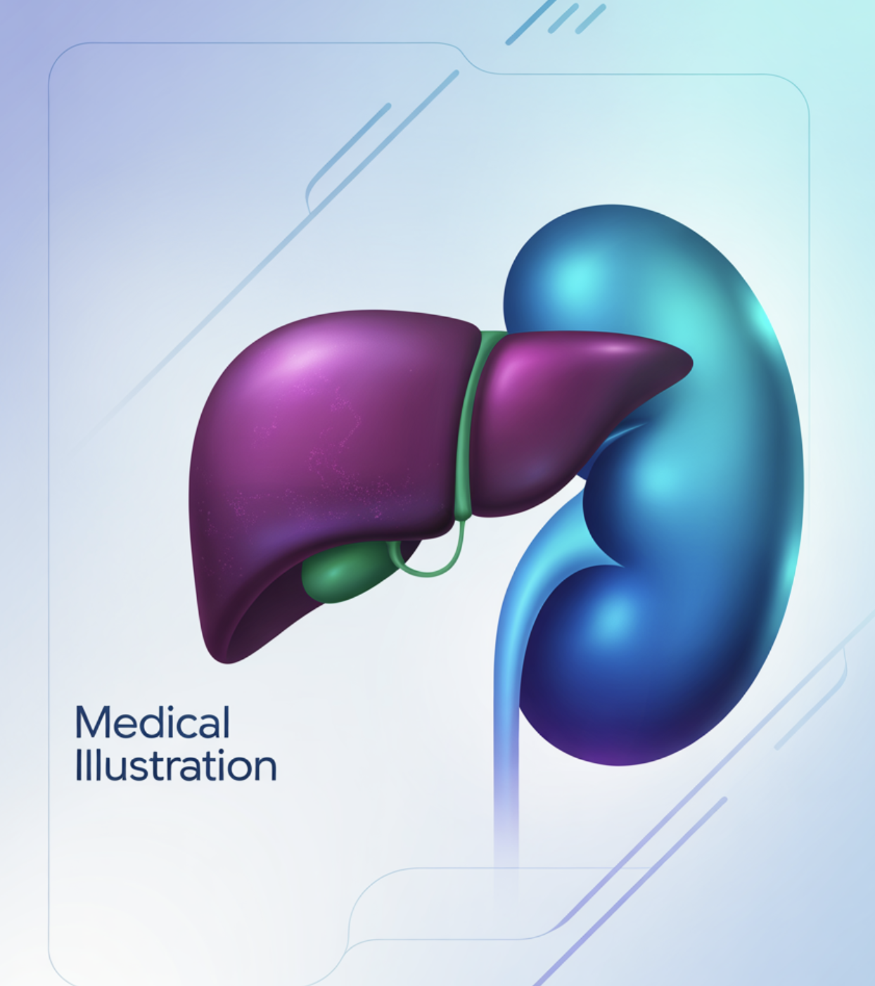 가장 먼저 확인해야 할 &amp;#39;간과 신장&amp;#39;