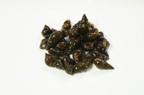 생방송투데이 이 주의 장바구니 맑은 강의 보물 영월 다슬기 주문방법 아띠라이프 생방송투데이 3781회