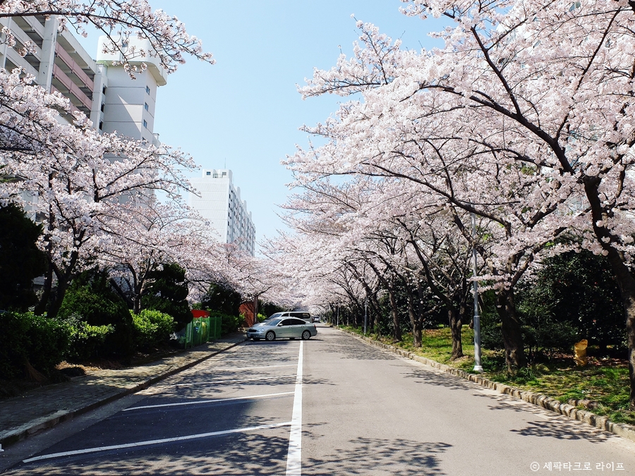 온천천벚꽃사진