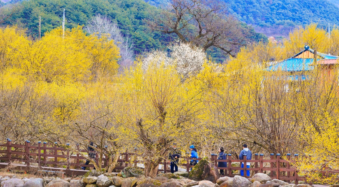 구례 산수유꽃축제 일정