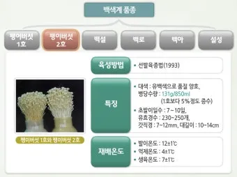 팽이버섯 재배 저온 관리 병해 예방 깔끔한 세척_12