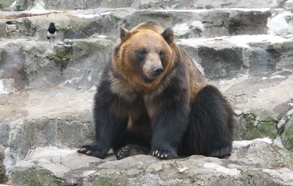 우수리 불곰 특징 성격 서식지_6