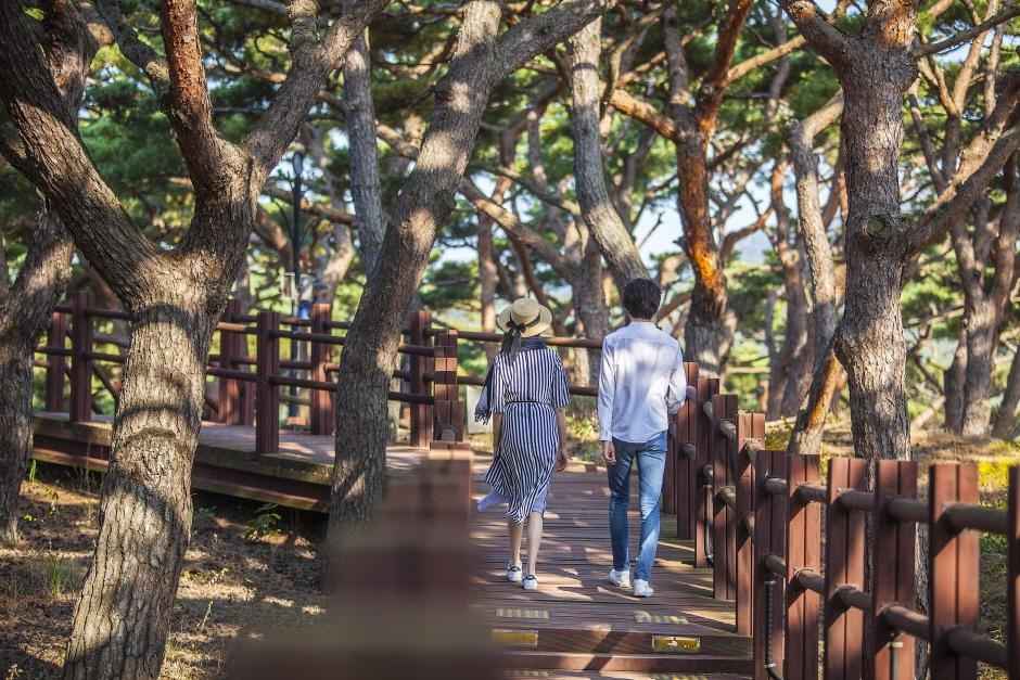 덕적도사진-숲길사진