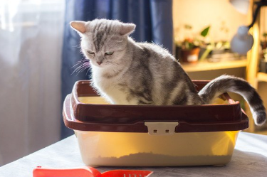 화장실과 아파 보이는 고양이.