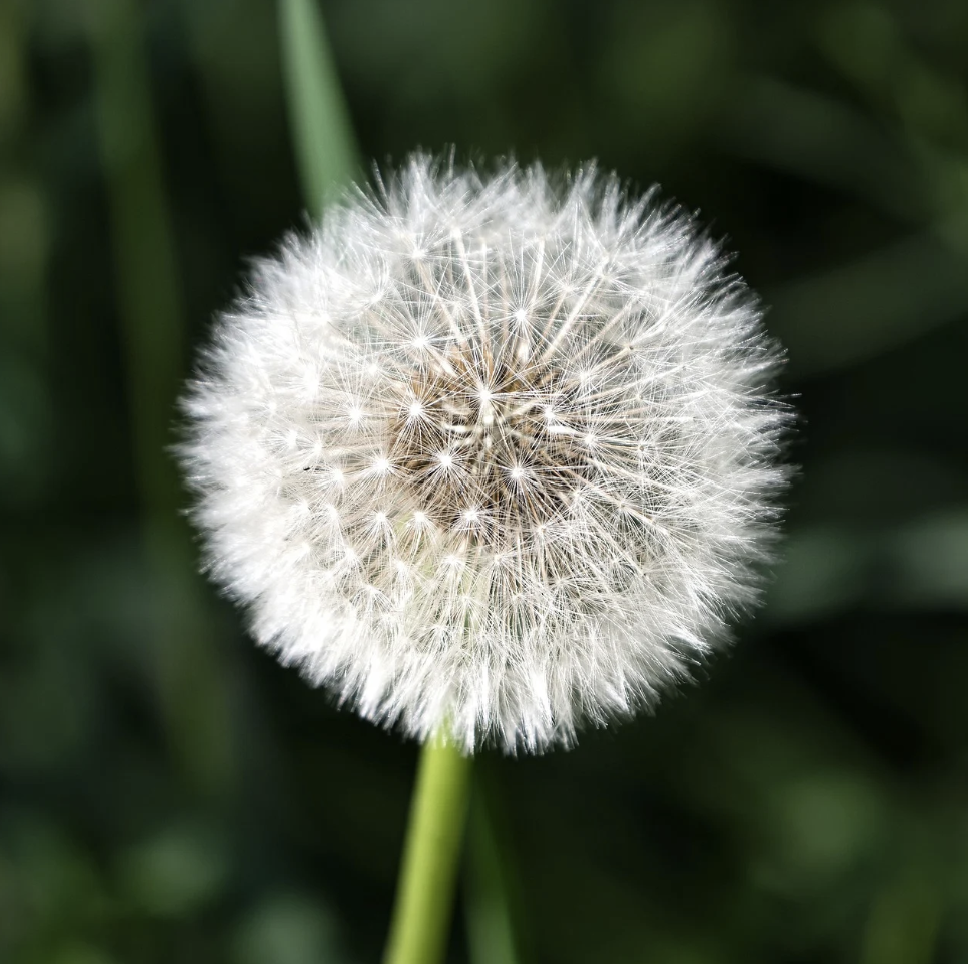 농작물 종자 보존과 육종: 미래 농업의 근간