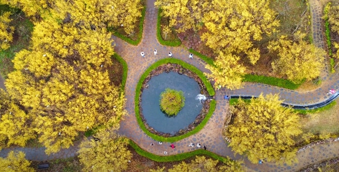 구례-산수유축제