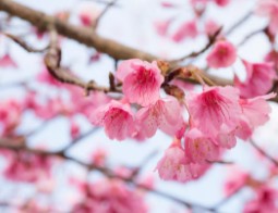 후쿠오카-벚꽃-개화시기-1