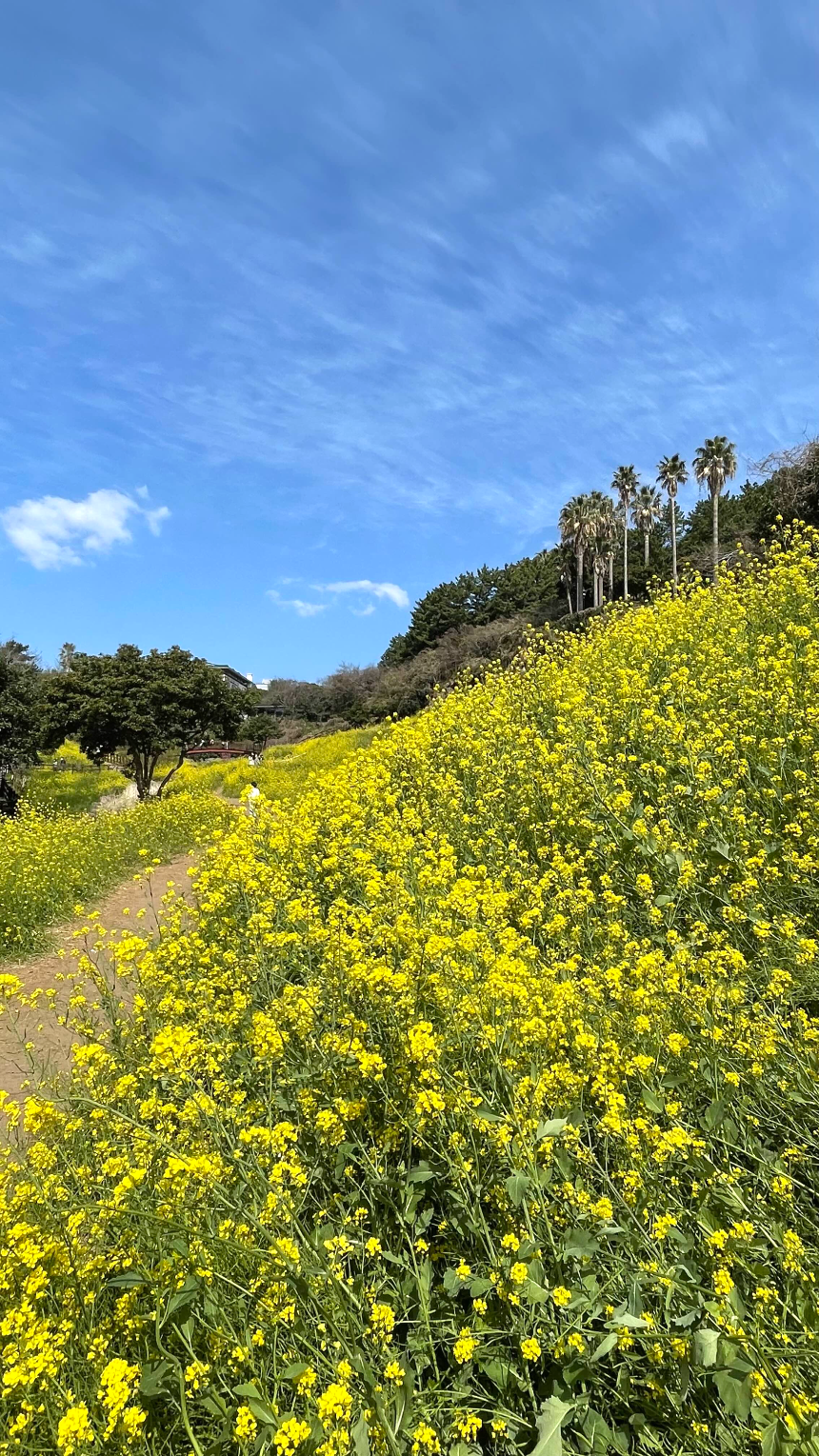 중문 미라지 올라가는 길3