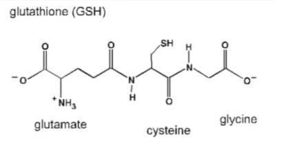 글루타친-글루탐산-글라이신-시스테인