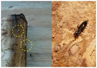 베란다 벌레 완벽 차단 방법과 여름철 실내 해충 예방 꿀팁_20