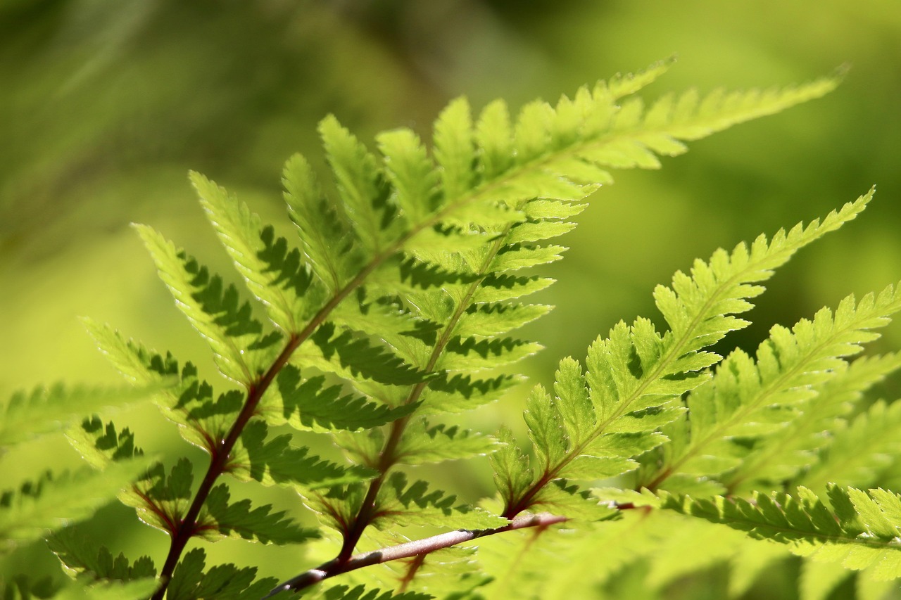 🌿 혼자 떠나는 화담숲 힐링 산책｜조용한 루트 추천