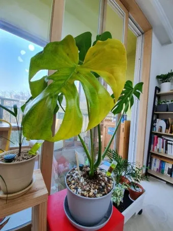 화분 노랗게 변함 원인 영양부족 과습해결 비료주기 조절 방법_10