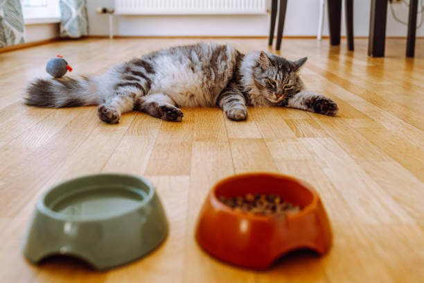 고양이 복막염 증상&#44; 원인&#44; 치료
