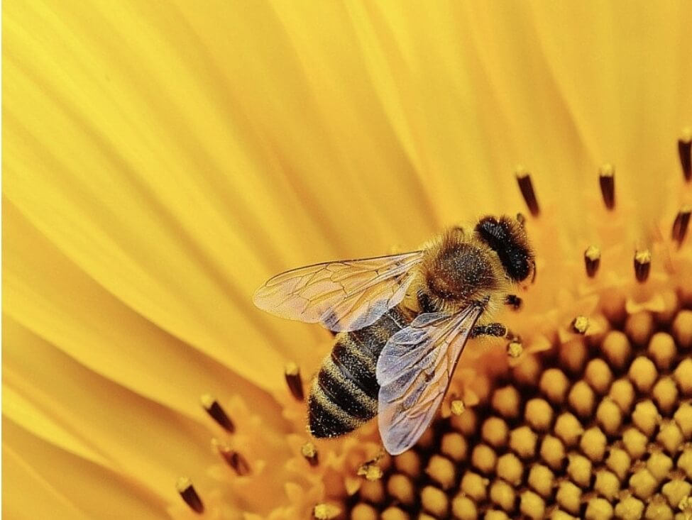벌에 꽃에 앉아 있다