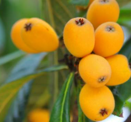 나무에-달린-열매