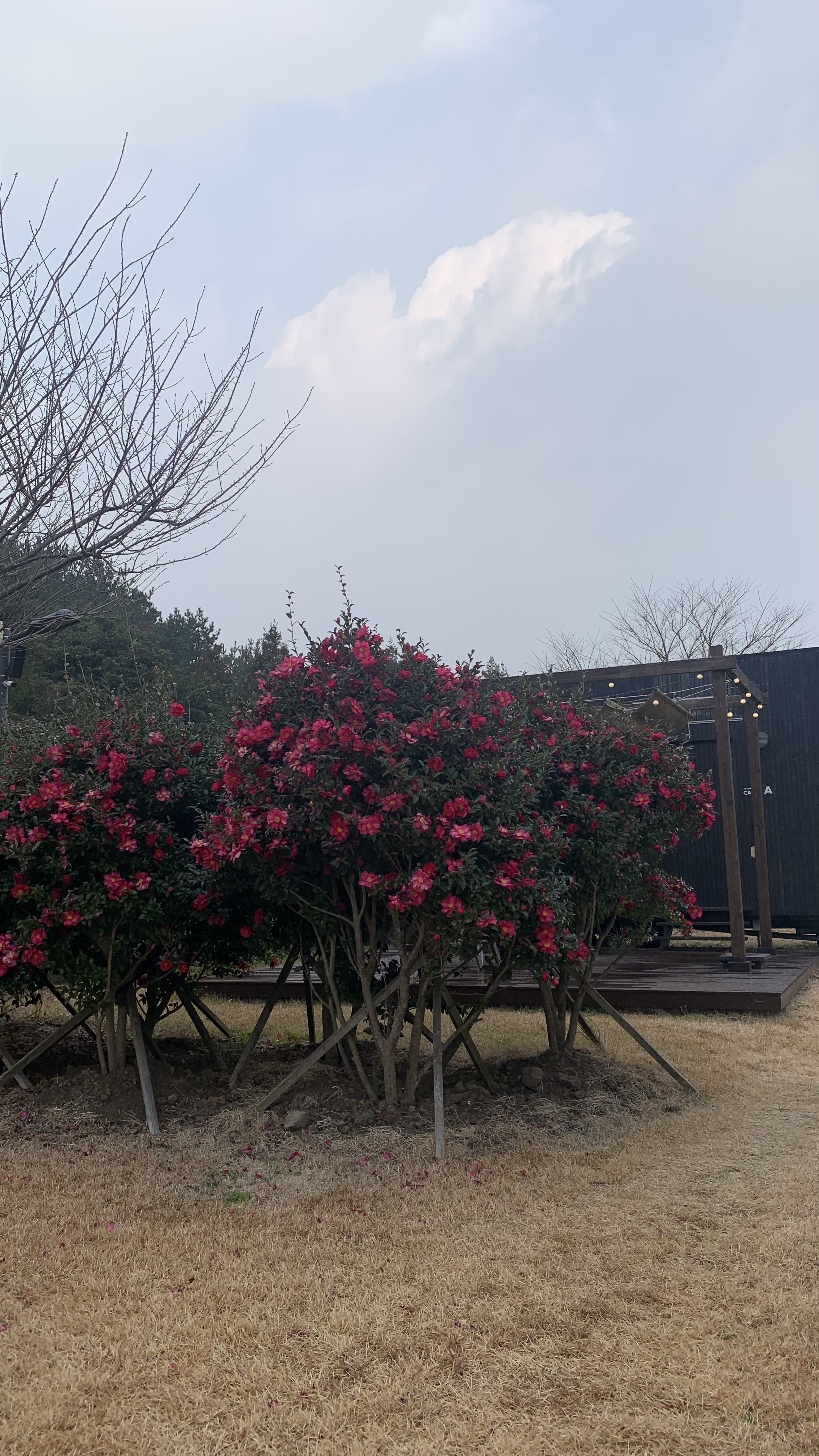 제주도에서 찾은 감성 글램핑 숙소 어라운드폴리 리뷰 - 겨울 에어스트림 숙박 후기