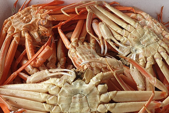 대나무를 닮은 곧은 다리를 가진 싱싱한 대게가 찜기 안에서 배를 위로 향하게 차곡차곡 쌓여 있는 모습.