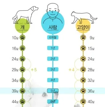 강아지 나이 환산법 가이드 실제 나이 확인 방법_9