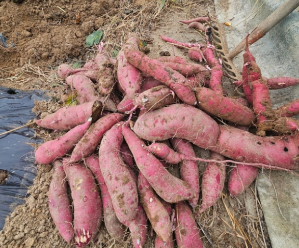 고구마 수확시기 및 방법
