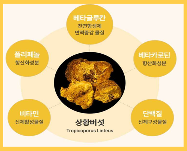상황버섯 쌀 효능