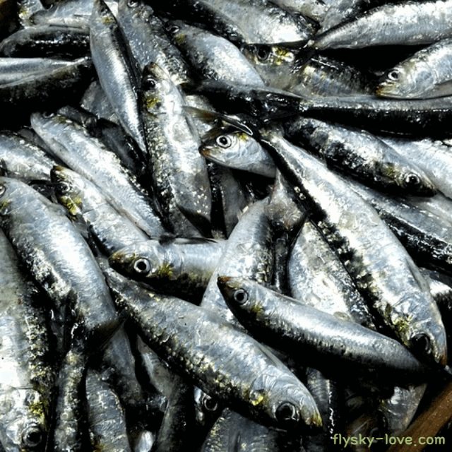 칼슘이 풍부한 정어리