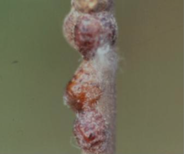 말채나무공깍지벌레