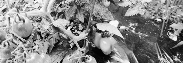 방울토마토 밭 만들기