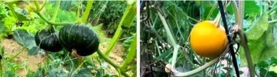 호박-종류-품종-서양계-단호박-색동호박