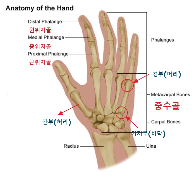 손의 해부학적 구조