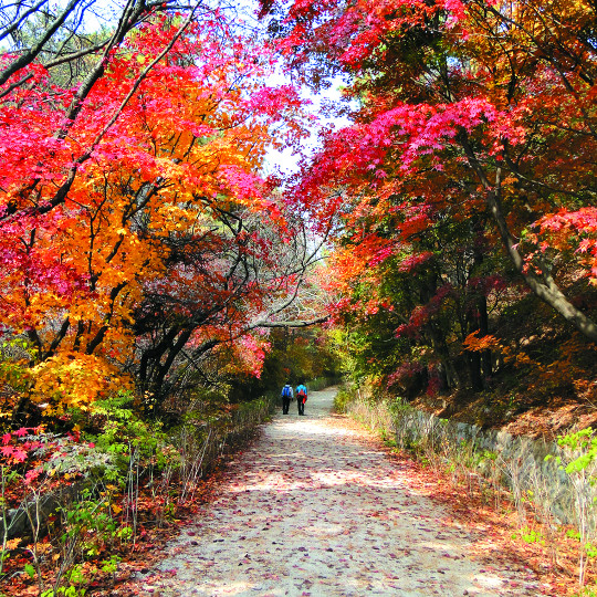 서울 단풍 명소 BEST 06 국내 가을 여행 추천 하늘공원 억새길 포함